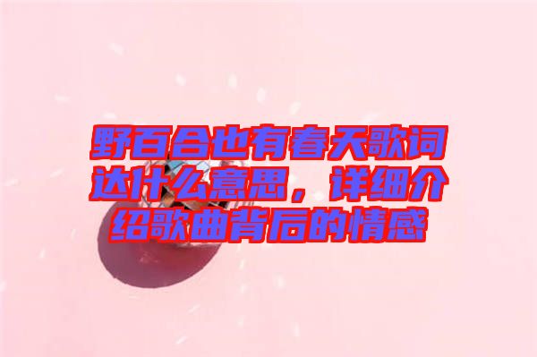 野百合也有春天歌詞達(dá)什么意思，詳細(xì)介紹歌曲背后的情感