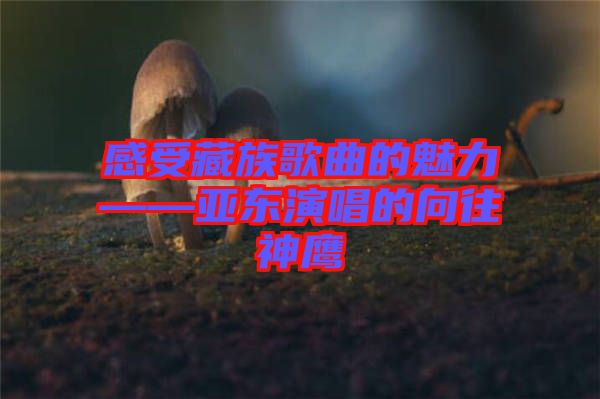 感受藏族歌曲的魅力——亞?wèn)|演唱的向往神鷹